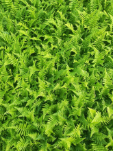 Planten Dryopteris affinis   pot 9x9 cm  