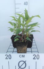 Planten Echinacea purpurea 'Double Decker'   pot 9x9 cm