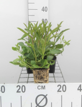 Planten Verbena bonariensis   Stijf ijzerhard   pot 9x9 cm  