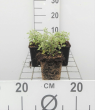 Planten Nepeta x faassenii   pot 9x9 cm  