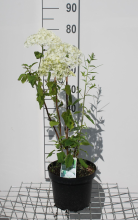 Planten Hydrangea arborescens 'Annabelle'   sneeuwbal hortensia   pot 5L   50 60 cm