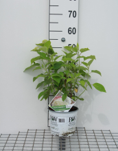 Planten Hydrangea arborescens 'Abetwo' (Incrediball, Strong Annabelle)   pot 3L  