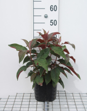 Planten Hydrangea aspera 'Haopr012' (Hot Chocolate)   pot   25 30 cm