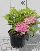 Planten Hydrangea macrophylla 'Gertrud Glahn'   pot   25 30 cm