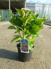 Planten Hydrangea macrophylla 'Kardinal'   pot   25 30 cm