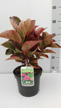 Planten Hydrangea macrophylla 'Merveille Sanguinea'   pot   25 30 cm  