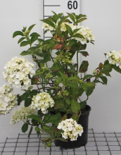 Planten Hydrangea macrophylla 'Madame Emile Mouillère'   pot   25 30 cm