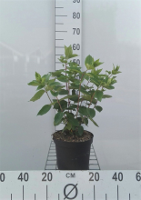 Planten Hydrangea paniculata 'Grandiflora'   pot   40 50 cm  
