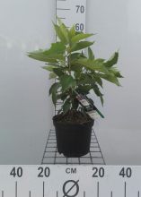 Planten Hydrangea paniculata 'Levana'   pot   40 50 cm