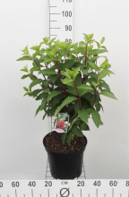 Planten Hydrangea paniculata 'DVPPinky' (Pinky Winky)   pot 10L   60 80 cm  