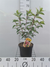 Planten Hydrangea paniculata 'Renhy' (Vanille Fraise)   pot   40 50 cm