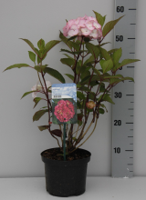 Planten Hydrangea serrata 'Preziosa'   pot   25 30 cm