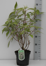 Planten Hydrangea villosa   pot   25 30 cm