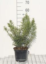 Planten Ilex aquifolium 'Alaska'   pot   40 60 cm