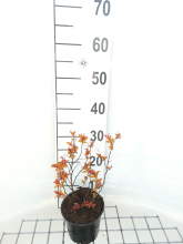 Planten Spiraea japonica 'Goldflame'   pot 1,3L   20 25 cm  