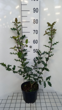 Planten Ilex aquifolium   pot   40 60 cm