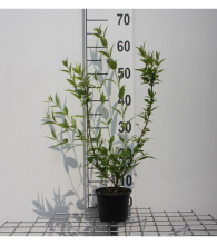 Planten Deutzia gracilis   pot   25 30 cm  