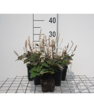 Planten Tiarella wherryi   pot 9x9 cm  
