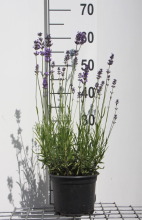 Planten Lavandula angustifolia 'Munstead'   pot 2L (Lavendel)  