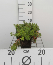 Planten Sedum floriferum 'Weihenstephaner Gold'   pot 9x9 cm  