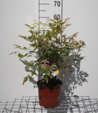 Planten Nandina domestica   pot   40 50 cm  