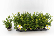 Planten Ilex crenata 'Icoprins11' (Dark Green)   pot 9x9 cm   12 15 cm   struik  