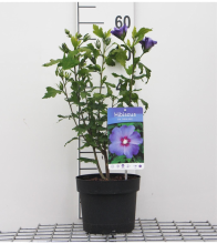 Planten Hibiscus syriacus 'Oiseau Bleu'   Tuinhibiscus   pot 40 60 cm  