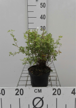 Planten Potentilla fruticosa 'Abbotswood'   pot 1,3L   20 25 cm