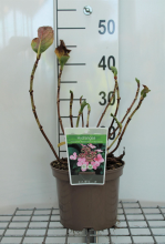 Planten Hydrangea macrophylla 'Mariesii Perfecta'   pot   25 30 cm