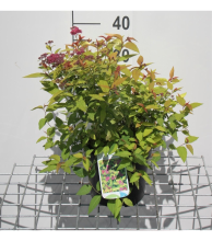 Planten Spiraea japonica 'Goldflame'   pot 3L   25 30 cm