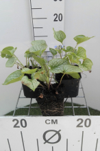 Planten Brunnera macrophylla 'Jack Frost'   pot 9x9 cm  