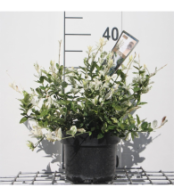 Planten Euonymus fortunei 'Harlequin'   pot   20 30 cm