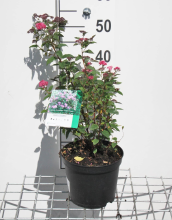 Planten Spiraea japonica 'Anthony Waterer'   pot 3L   25 30 cm  