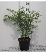 Planten Euonymus alatus 'Compactus'   pot   30 40 cm