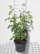Planten Hibiscus syriacus 'Red Heart'   pot   40 60 cm  