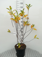 Planten Magnolia stellata   pot 10L   60 80 cm