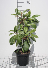 Planten Viburnum davidii   pot   25 30 cm  