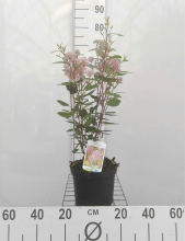 Planten Ceanothus x pallidus 'Marie Simon'   pot   40 50 cm  