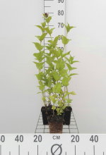 Planten Nepeta subsessilis   pot 9x9 cm