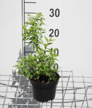 Planten Spiraea japonica 'Albiflora'   pot 1,3L   20 25 cm