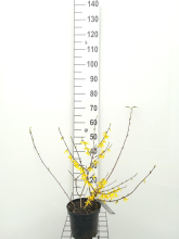 Planten Forsythia x intermedia 'Courtalyn' (Week End)   pot   50 60 cm  
