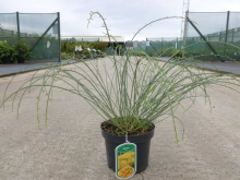 Planten Genista lydia   pot   30 40 cm