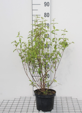 Planten Philadelphus 'Lemoinei'   pot   50 60 cm