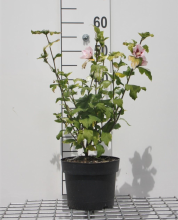 Planten Hibiscus syriacus 'Hamabo'   pot   40 60 cm