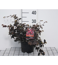 Planten Loropetalum chinense 'Fire Dance'   pot   20 25 cm