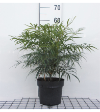 Planten Mahonia eurybracteata 'Soft Caress'   pot 3L   25 30 cm
