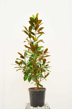 Planten Magnolia grandiflora 'Galissonnière'   pot 25L   125 150 cm