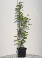 Planten Magnolia liliiflora 'Nigra'   pot   80 100 cm