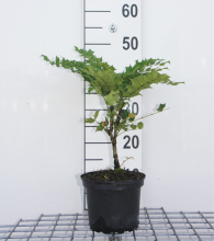Planten Mahonia x media 'Charity'   pot   40 50 cm  