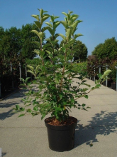 Planten Malus 'Evereste'   pot 12L   100 125 cm